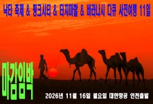 낙타 축제 & 핑크시티 & 타…